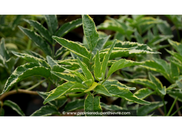 SAMBUCUS nigra 'Aureomarginata'