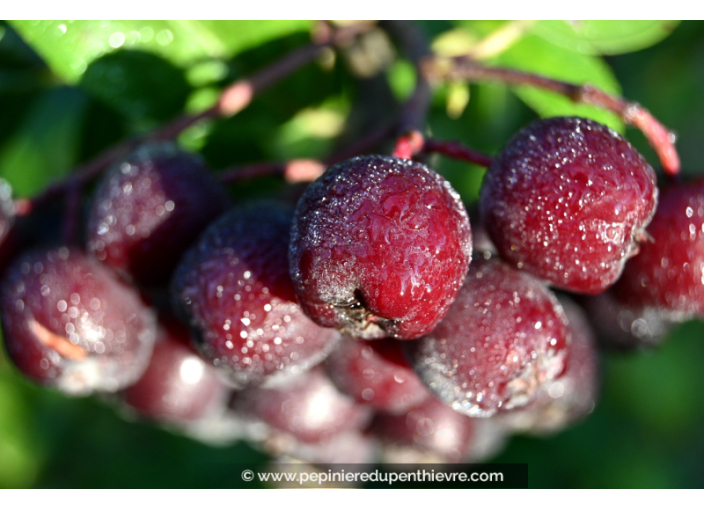 SORBIER À GROS FRUITS - SORBUS 'Burka'