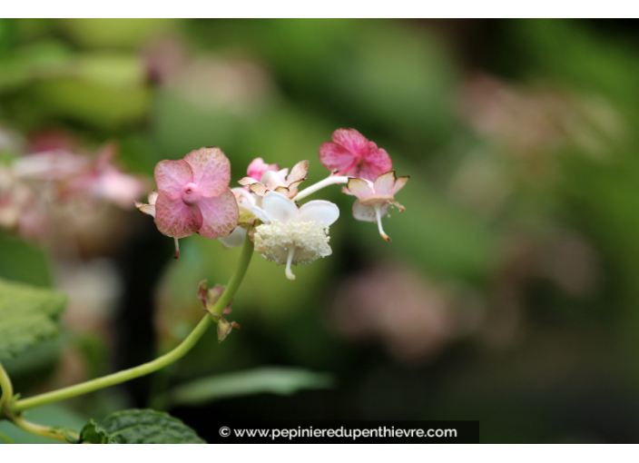 DEINANTHE bifida 'Pink Kii'