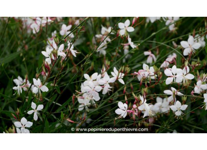 GAURA lindheimeri 'Short Form'