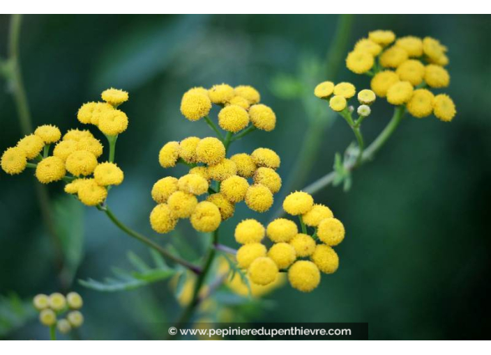 HELICHRYSUM italicum 'Tall'