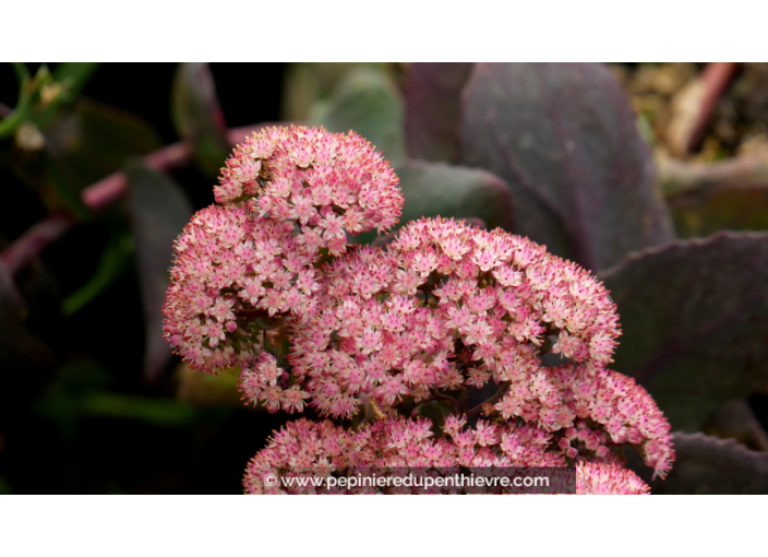 SEDUM telephium 'Chocolate Cherry'