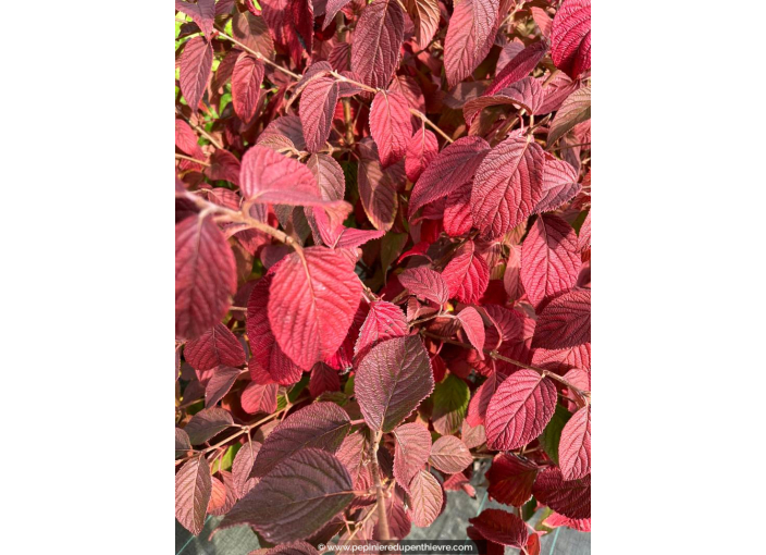 VIBURNUM plicatum mariesii 'Shasta'