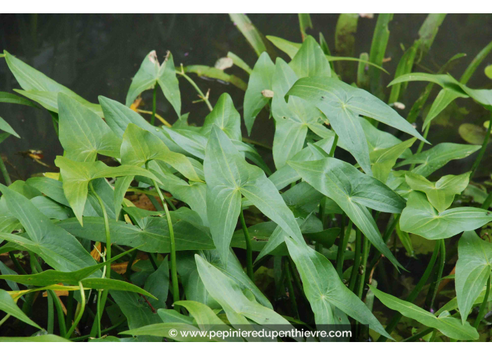 SAGITTARIA sagittifolia