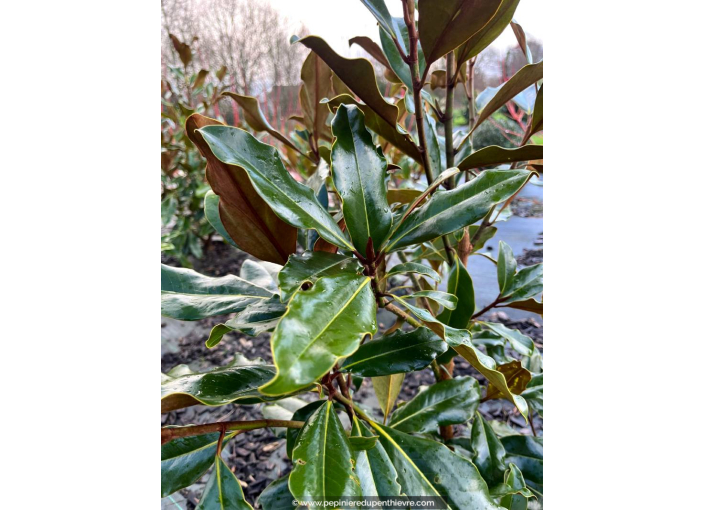 MAGNOLIA grandiflora 'Purpan'