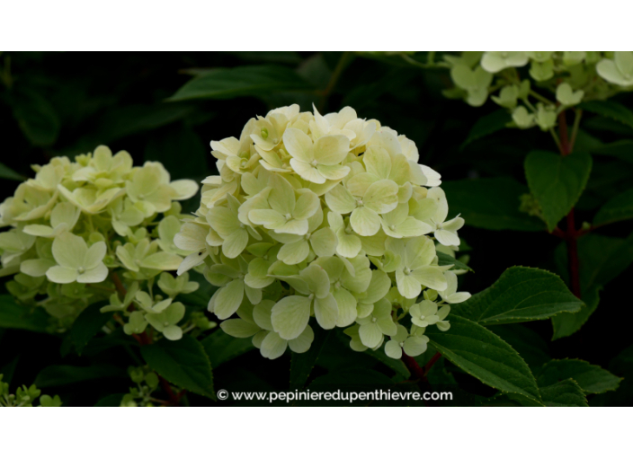 HYDRANGEA paniculata 'Mojito'