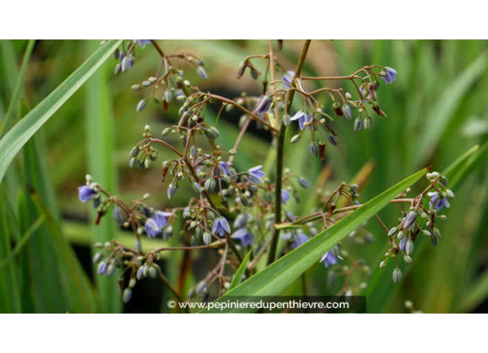 DIANELLA caerulea 'Cassa Blue'