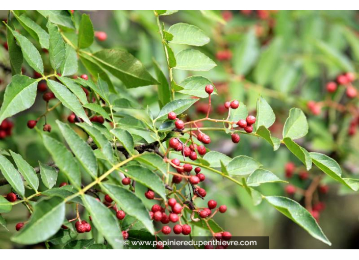 ZANTHOXYLUM piperitum