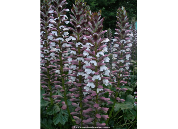 ACANTHUS mollis