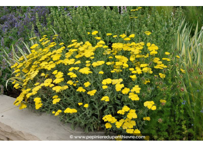 ACHILLEA clypeolata 'Moonshine'