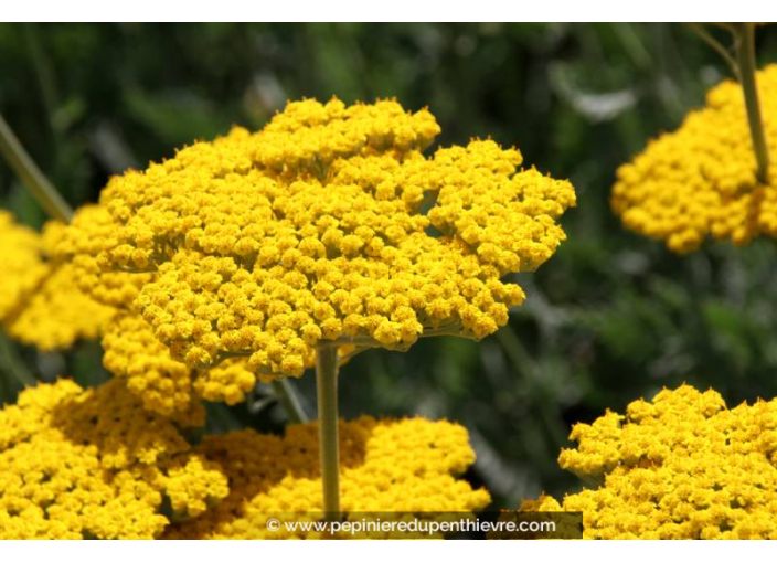 ACHILLEA filipendula 'Coronation Gold'