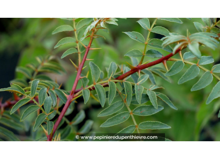 ZANTHOXYLUM americanum