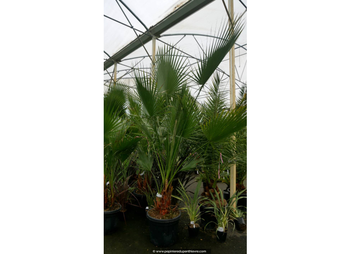 WASHINGTONIA robusta 'Cépée 200/250'