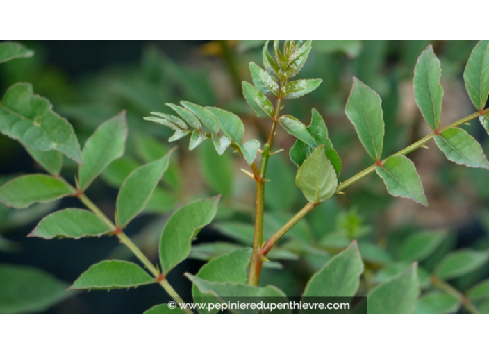 ZANTHOXYLUM bungeanum