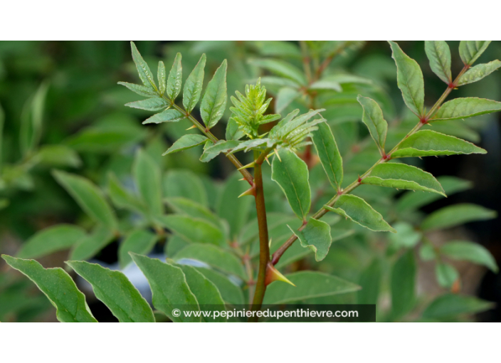 ZANTHOXYLUM coreanum