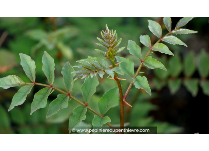 ZANTHOXYLUM simulans